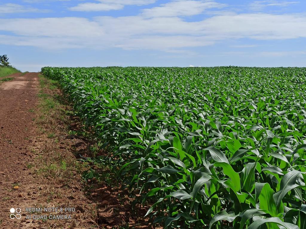 Propriedade rural em Primavera do Leste — 1.750 ha — foto 1 de 11