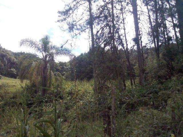 Propriedade rural em São Bento do Sul — 9 hectares — foto 1 de 2