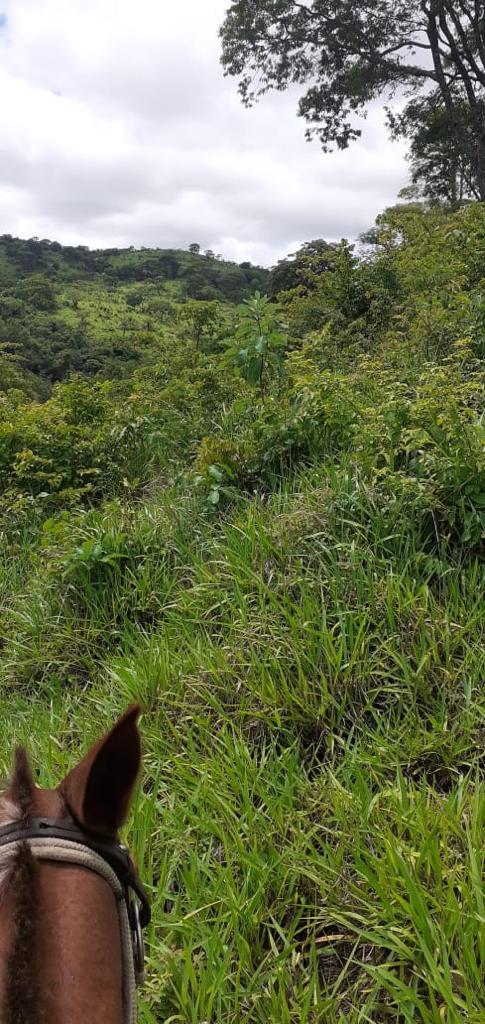 Propriedade rural em São Luís de Montes Belos — 3.146 ha — foto 1 de 5