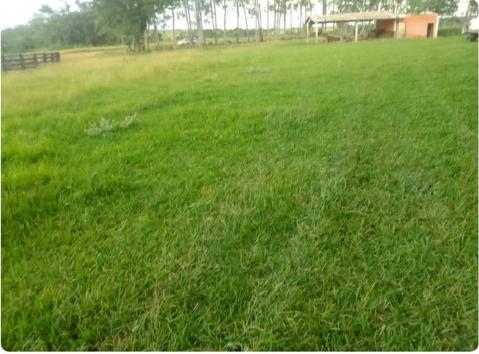 Propriedade rural em Ribas do Rio Pardo — 481 ha — foto 1 de 8