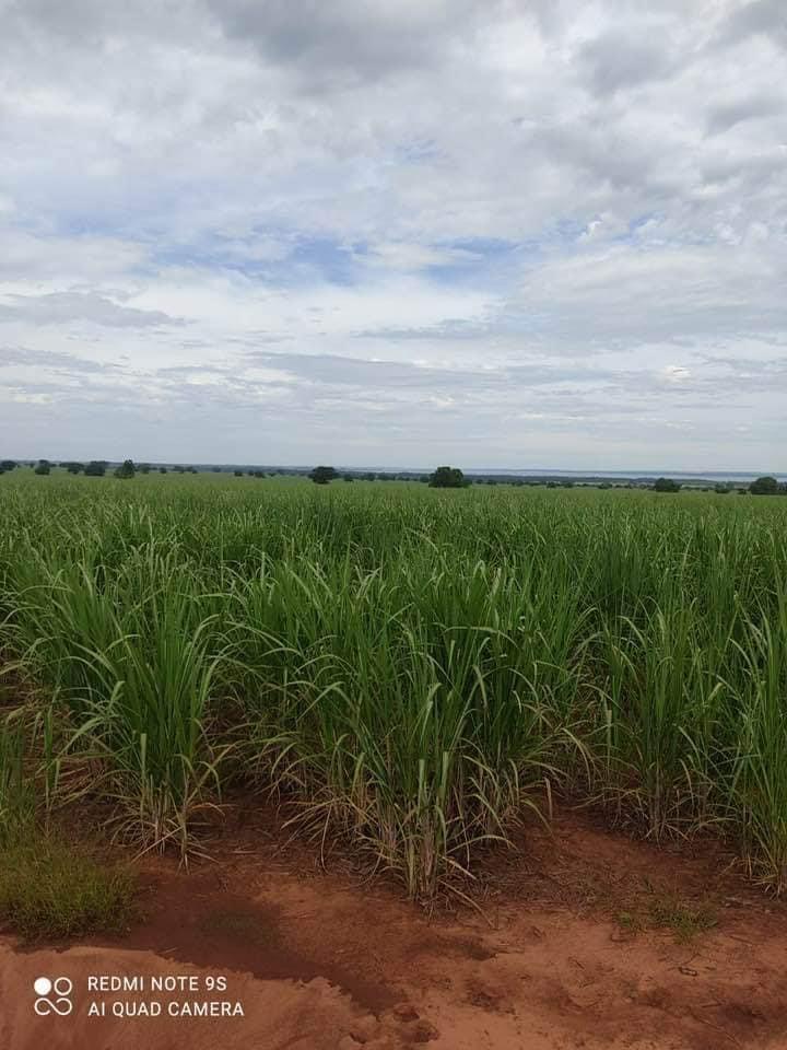 Propriedade rural em Dracena — 1.156 ha — foto 1 de 5