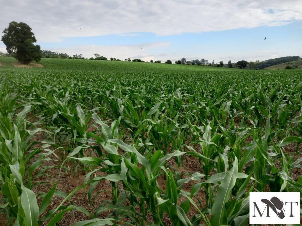 Propriedade rural em São Miguel Arcanjo — 19 ha — foto 1 de 12