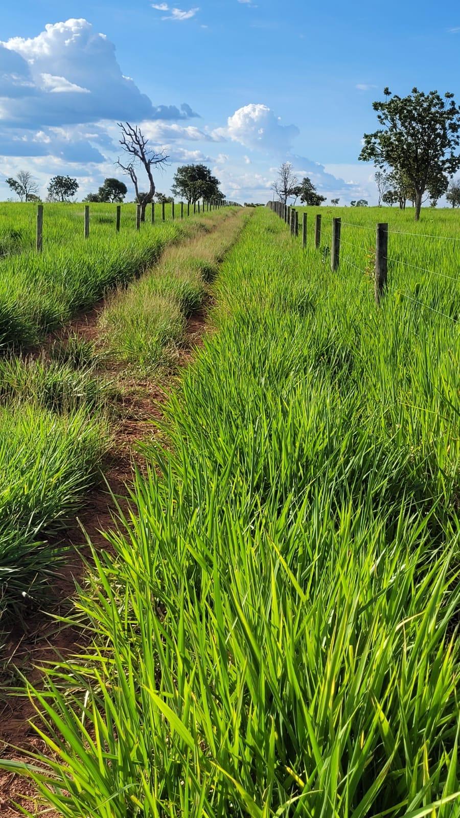 Propriedade rural em Campo Grande — 233 ha — foto 1 de 12