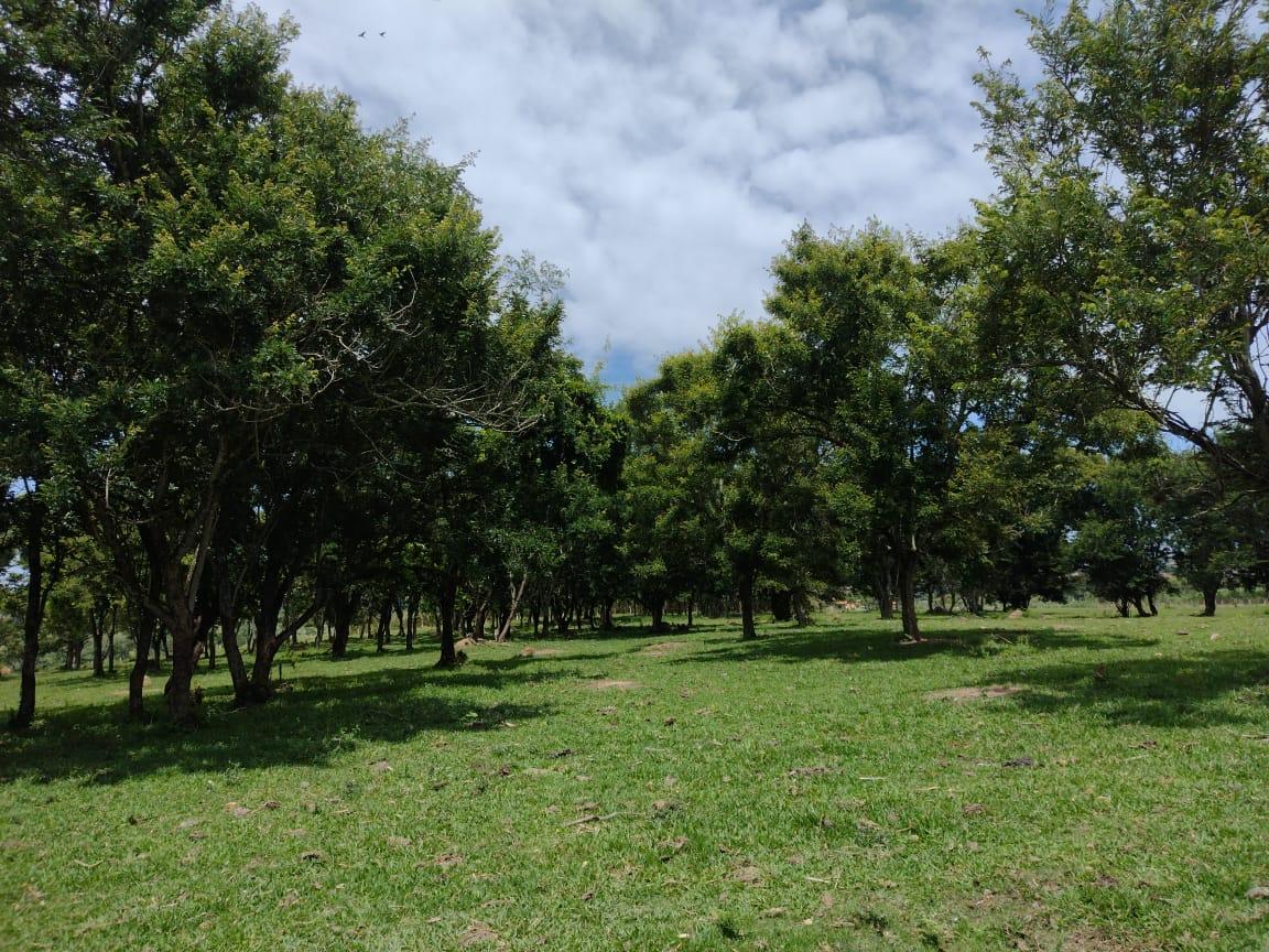 Propriedade rural em Conchas — 37 ha — foto 1 de 11