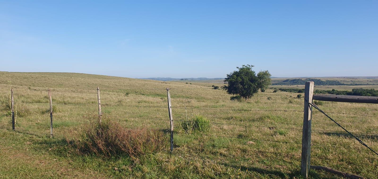 Propriedade rural em Rosário do Sul — 987 hectares — foto 1 de 12