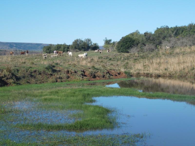 Propriedade rural em Rosário do Sul — 1.763 hectares — foto 1 de 12