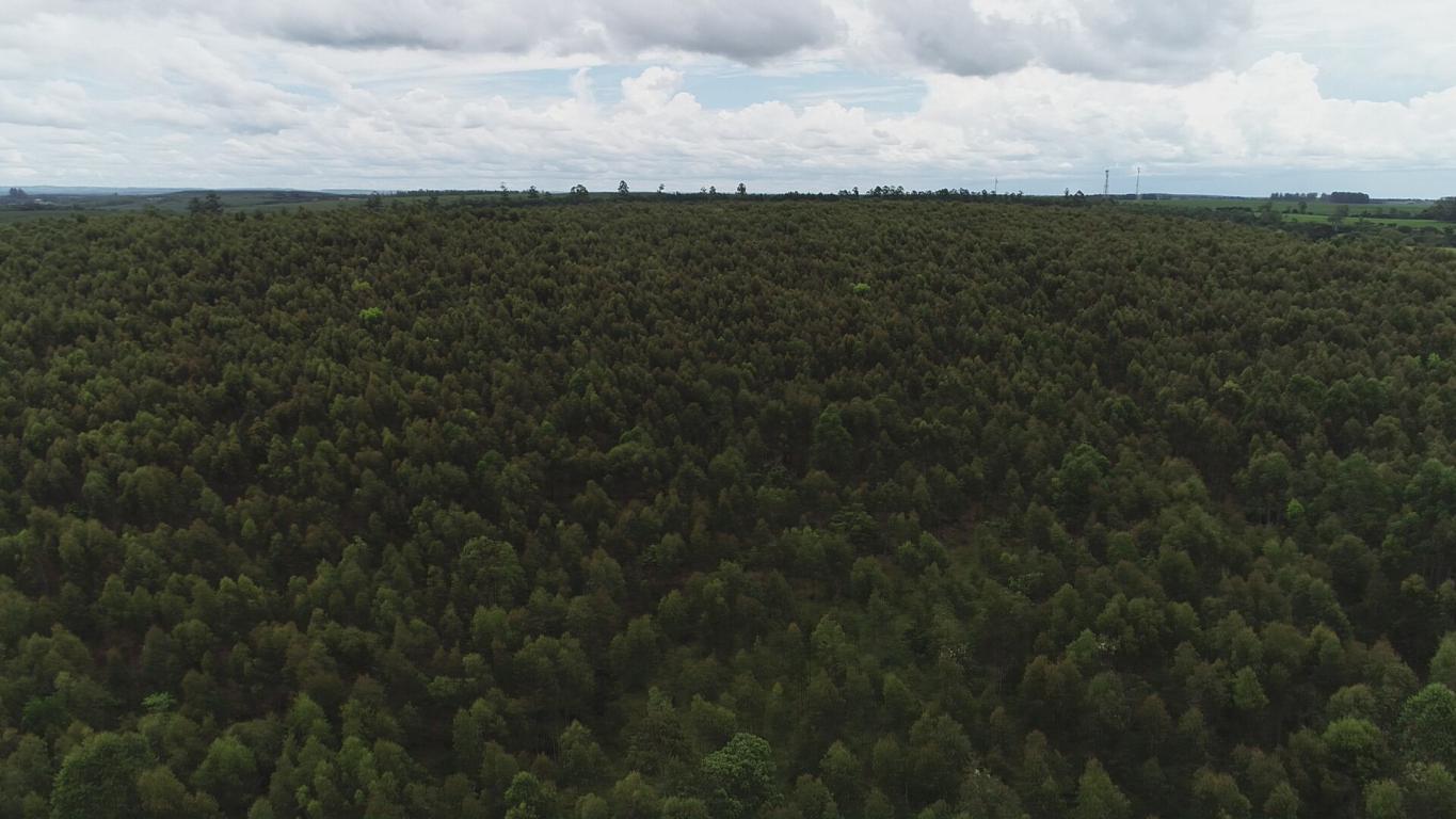 Propriedade rural em Avaré — 182 ha — foto 1 de 12