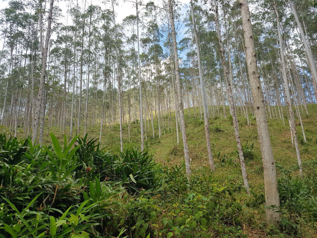 Propriedade rural em Eldorado — 436 ha — foto 1 de 2