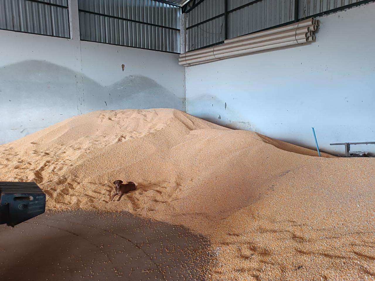Propriedade rural em Mundo Novo — 1.519 ha — foto 1 de 12