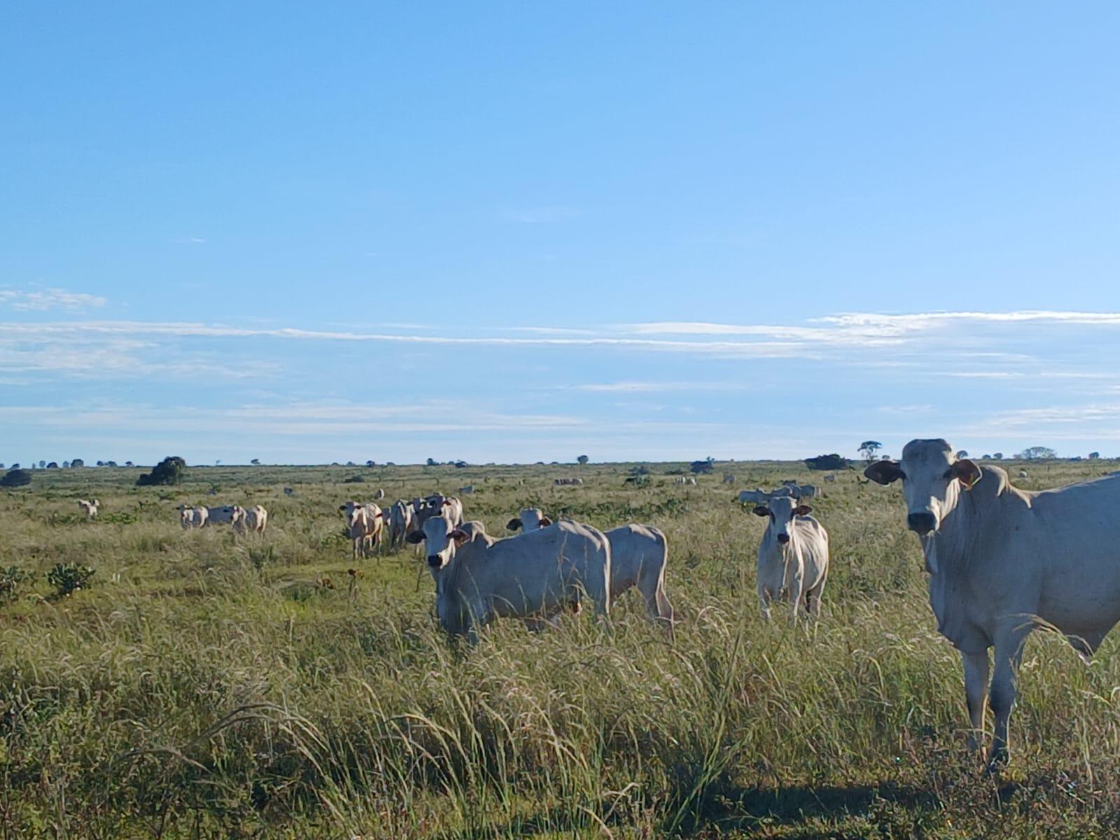 Propriedade rural em Itiquira — 10.000 ha — foto 1 de 12