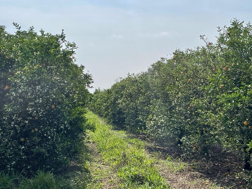 Propriedade rural em São Carlos — 303 ha — foto 1 de 12