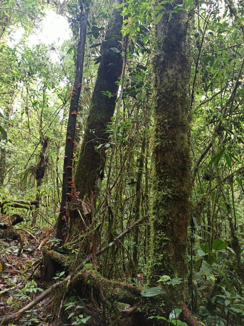 Propriedade rural em Cunha — 25 ha — foto 1 de 12