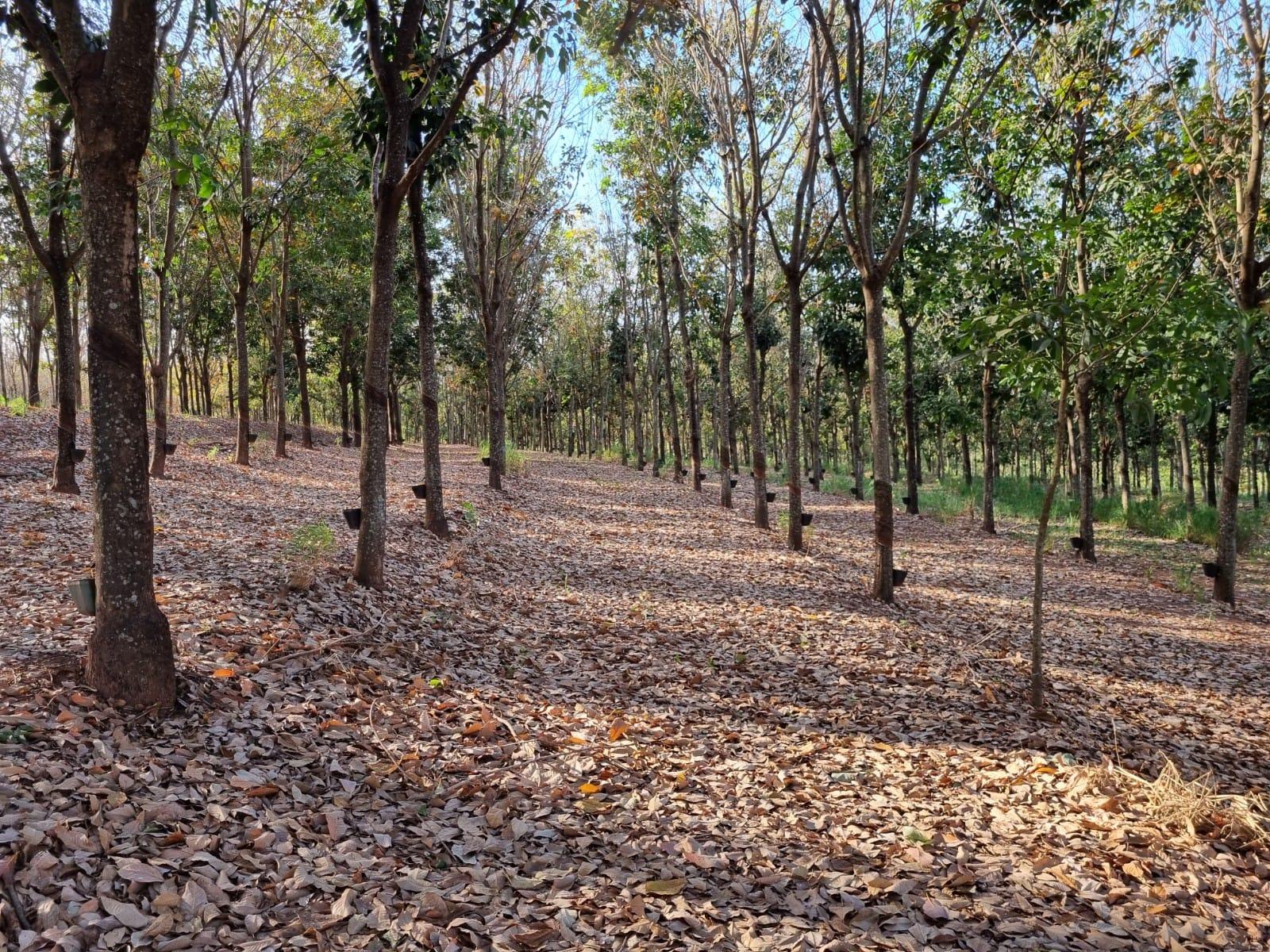 Propriedade rural em Monte Aprazível — foto 1 de 11