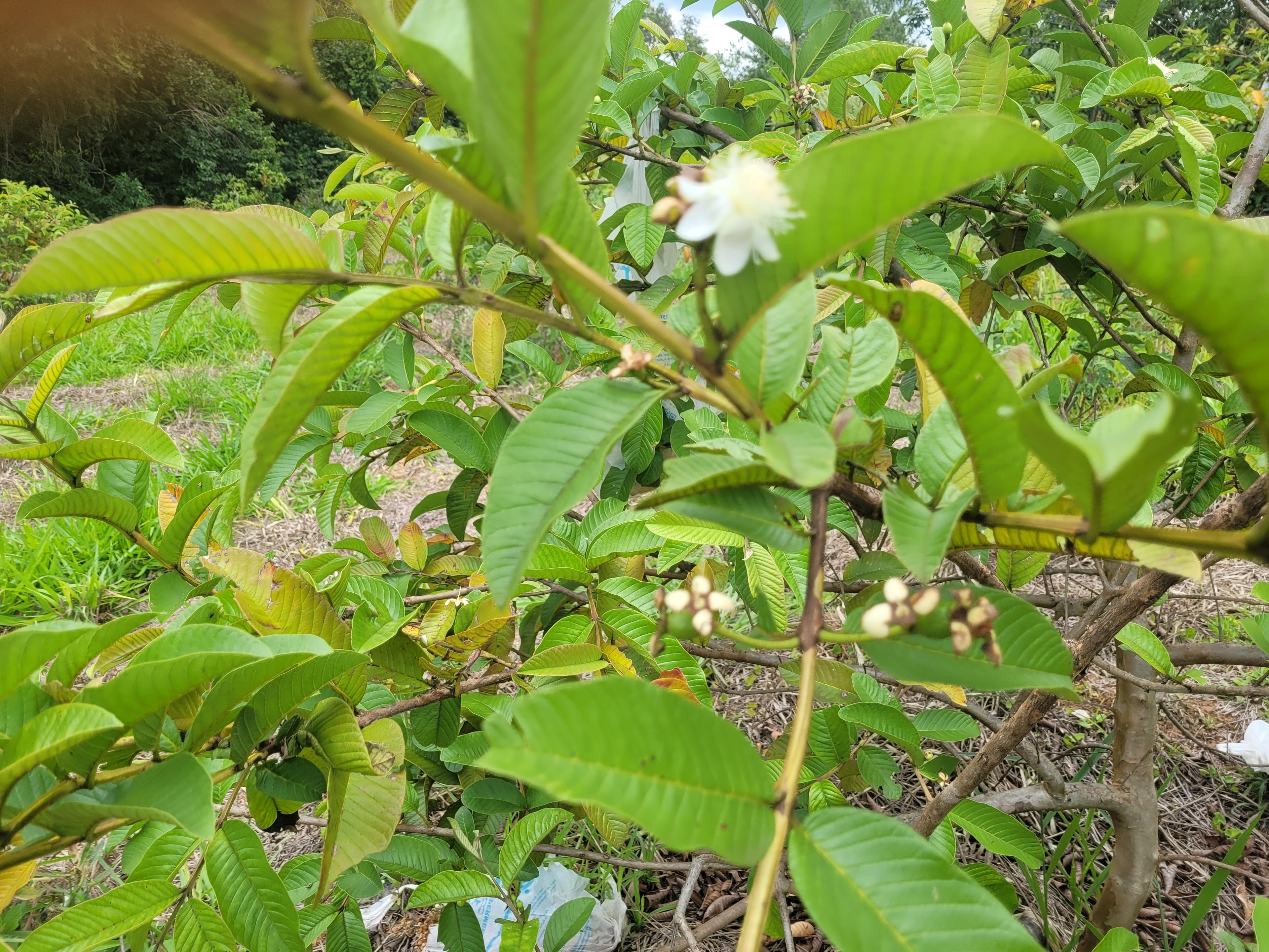 Propriedade rural em Ilicínea — 6 ha — foto 1 de 12