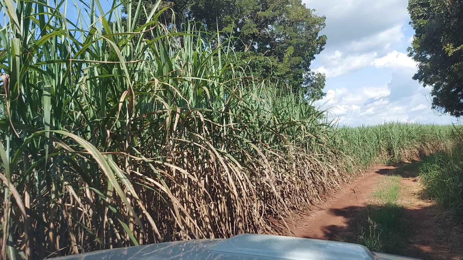 Propriedade rural em São Simão — 177 ha — foto 1 de 12