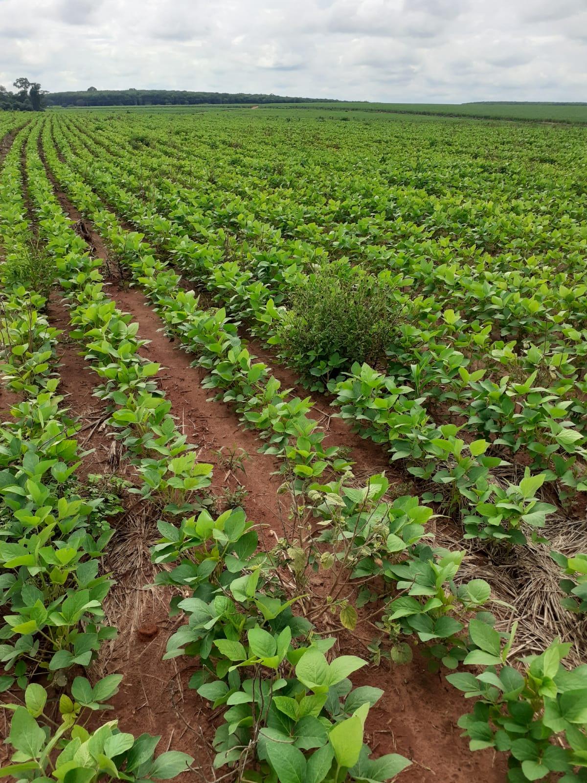 Propriedade rural em Lins — 121 ha — foto 1 de 10