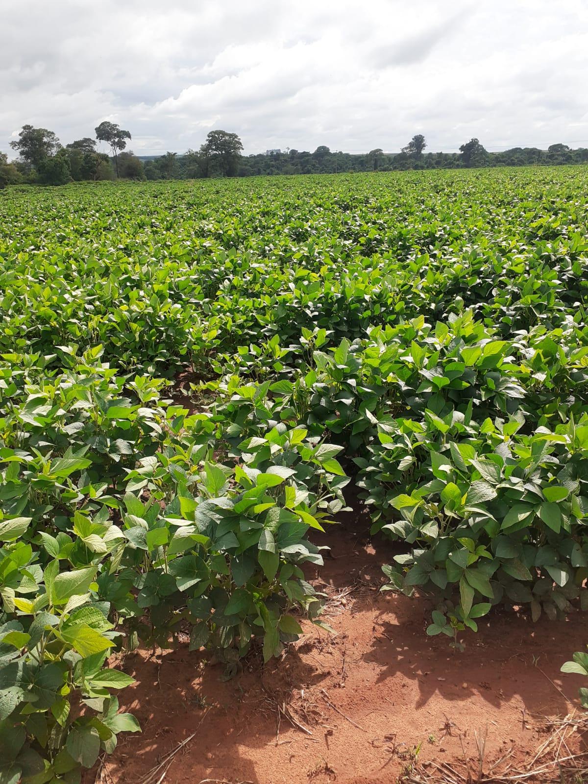 Propriedade rural em Rancharia — 375 ha — foto 1 de 12
