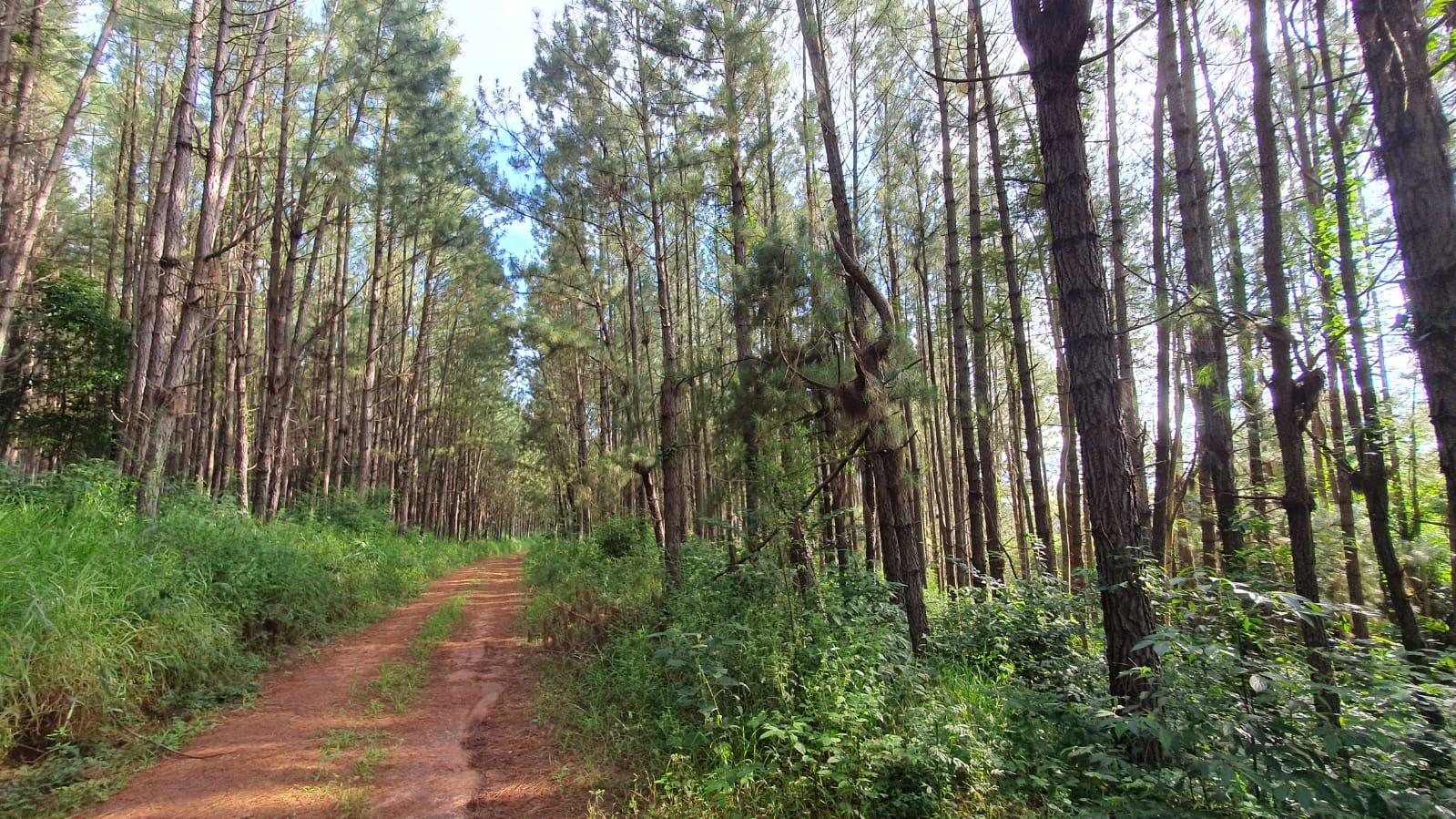 Propriedade rural em Itapeva — 125 ha — foto 1 de 10