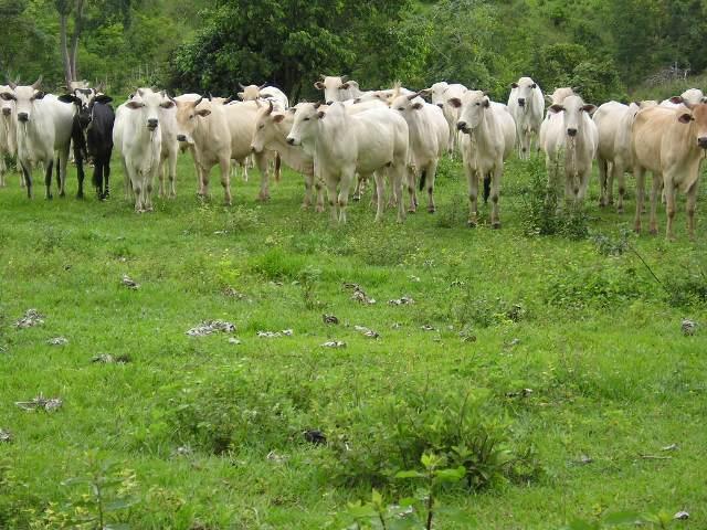 Propriedade rural em fazenda venda em rondonopolis mt 1036 alqueires ou 250712 hectares — 2.507 ha — foto 1 de 12