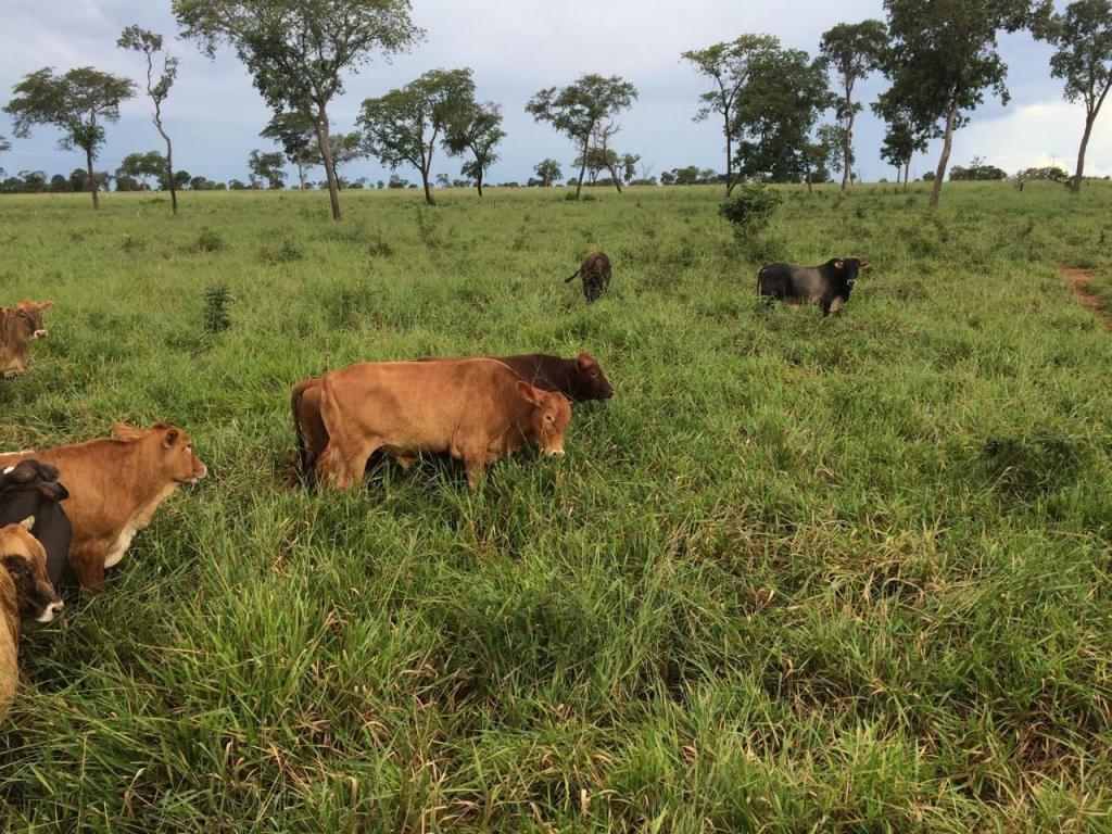 Propriedade rural em Campo Grande — 1.004 ha — foto 1 de 12