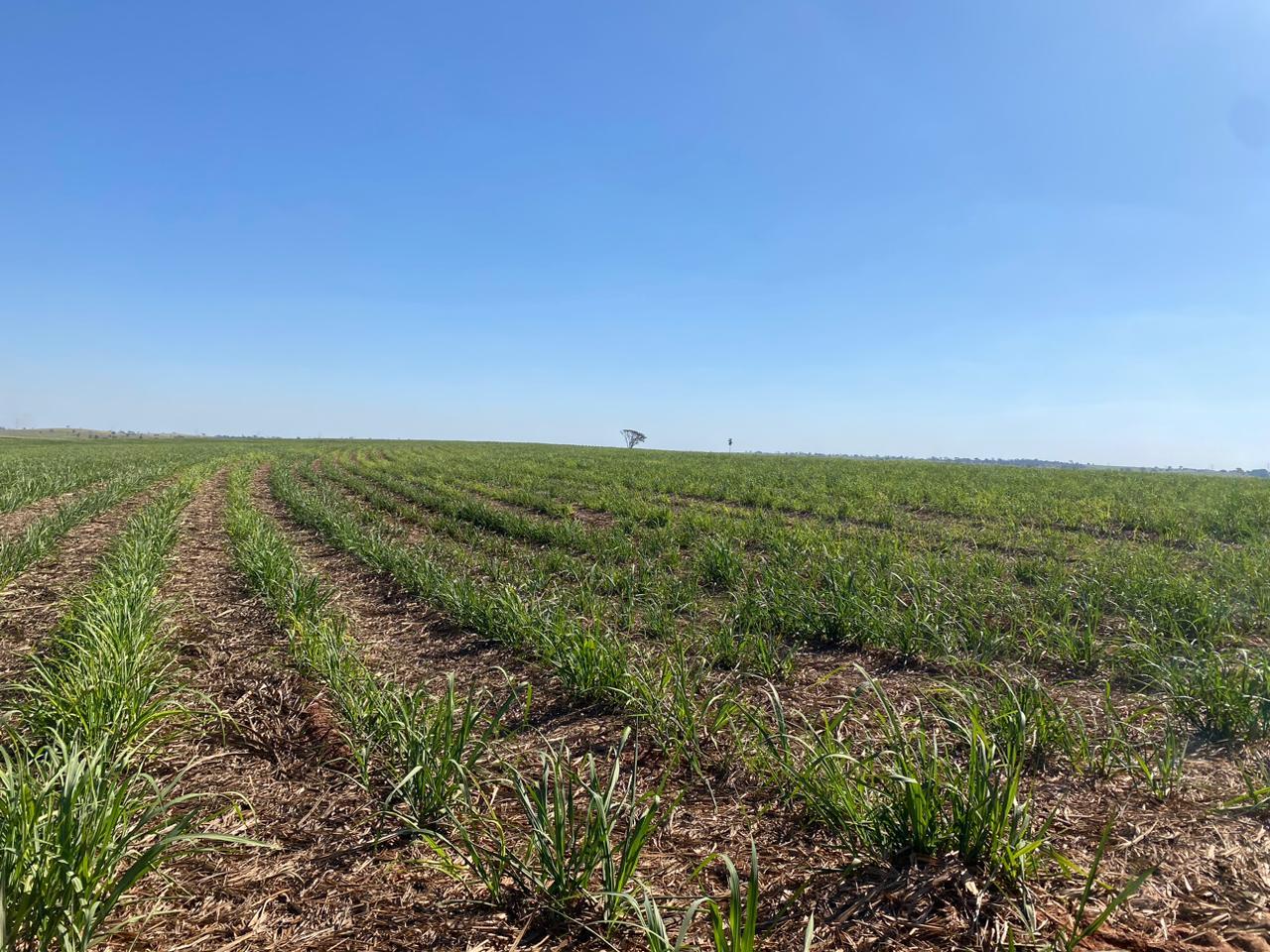 Propriedade rural em São José do Rio Preto — 3.124 ha — foto 1 de 12