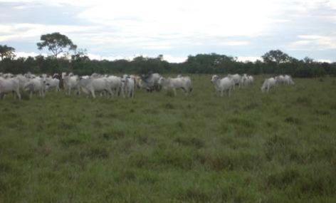 Propriedade rural em São Félix do Araguaia — 83.298 ha — foto 1 de 12