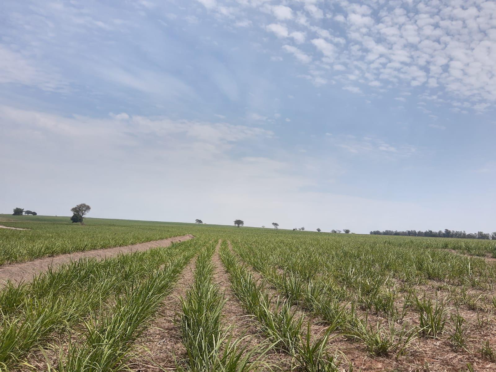 Propriedade rural em Pereira Barreto — 100 ha — foto 1 de 12