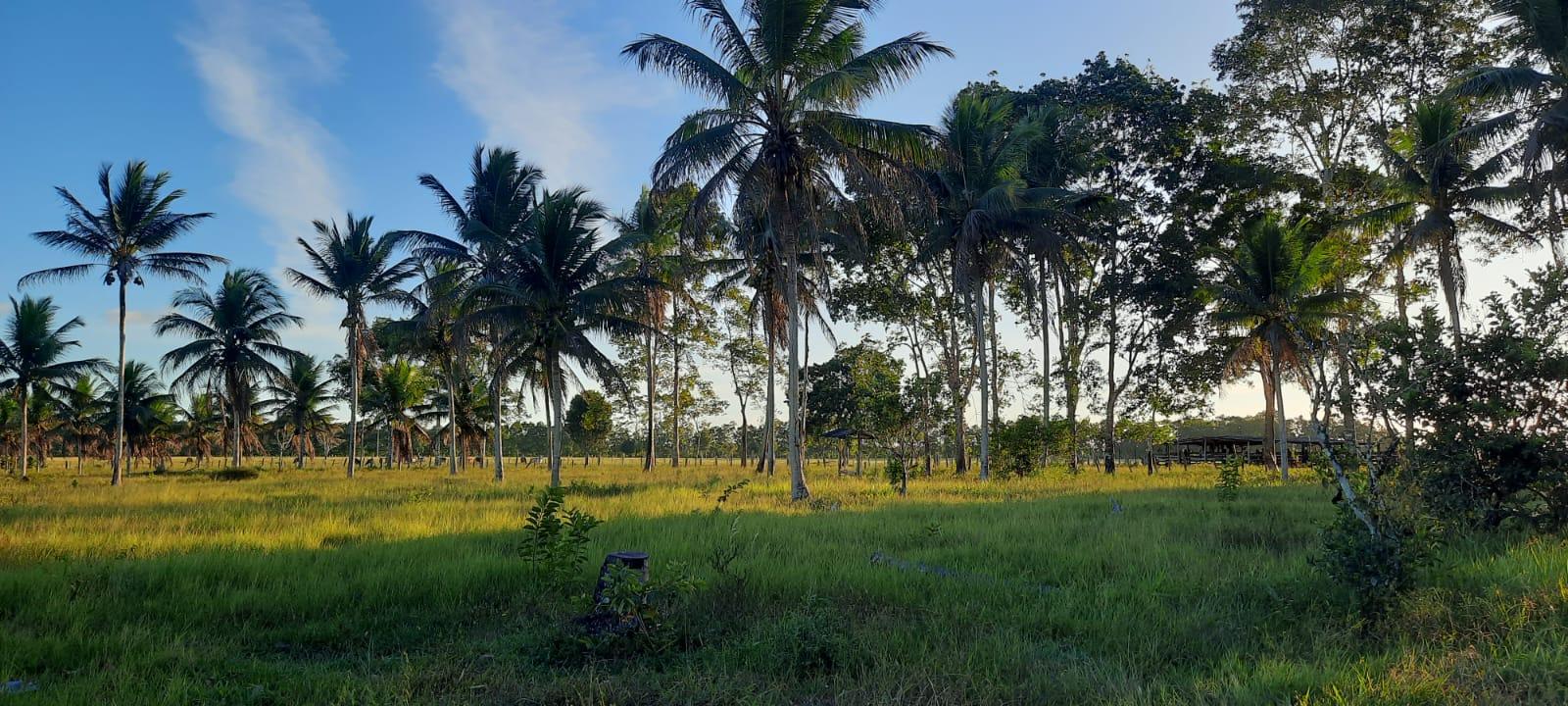 Propriedade rural em Porto Seguro — 110 ha — foto 1 de 10