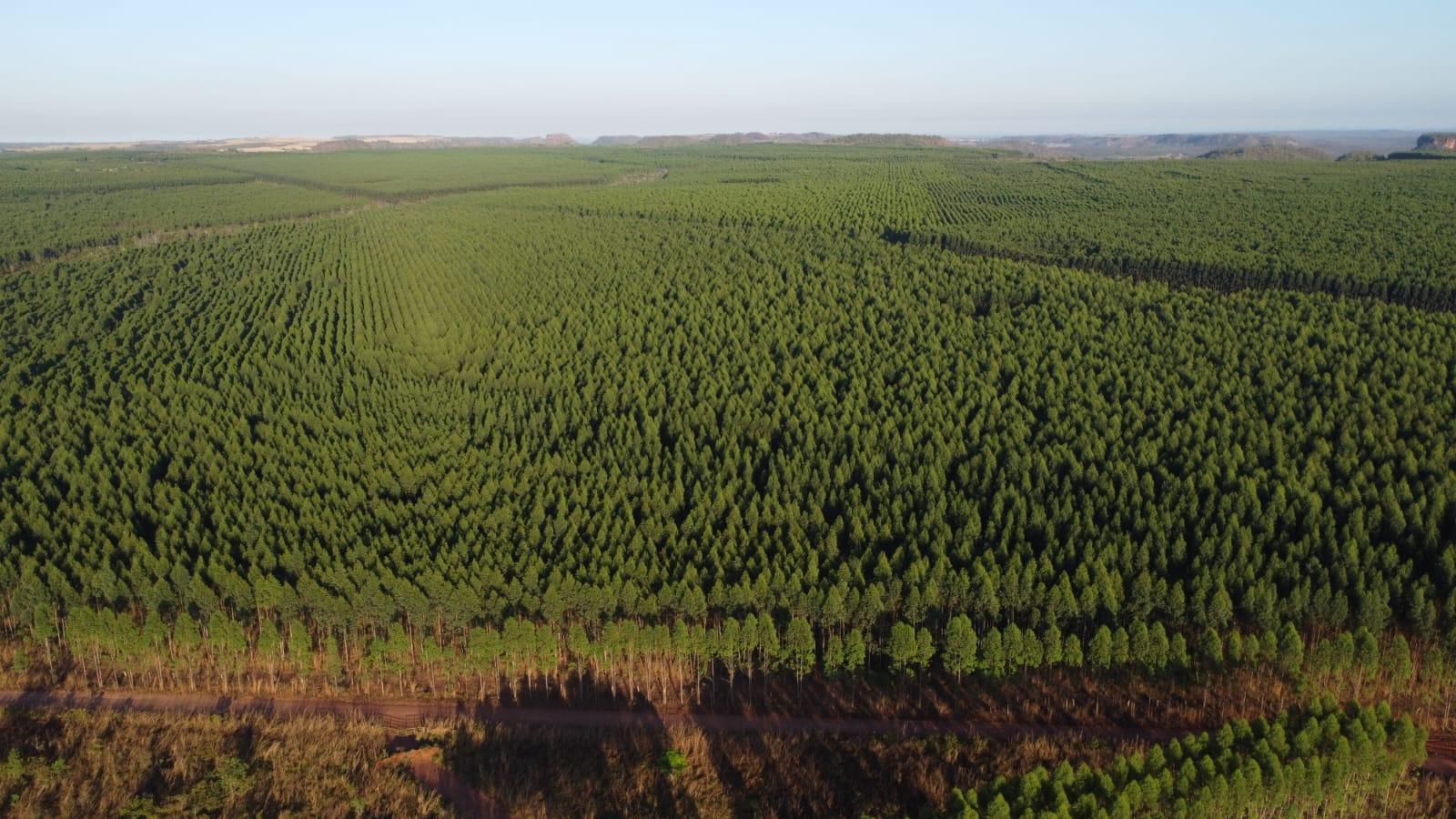 Propriedade rural em fazenda venda bauru sp 530ha eucalipto renda — 530 ha — foto 1 de 10
